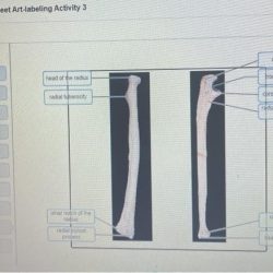 Exercise 10 review sheet art-labeling activity 6