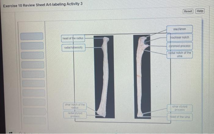 Exercise 10 review sheet art-labeling activity 6