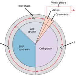 Mitosis cell stages division mitotic interphase significance cycle cytokinesis growth